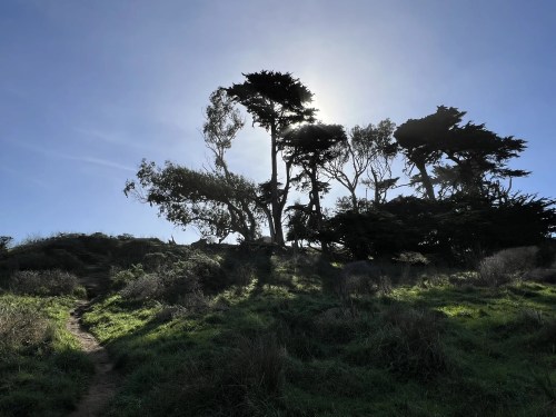 Silhouette of trees on a hill against a bright sky, with a winding path in the foreground.
