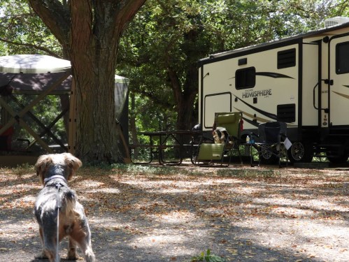 A small dog stands in a campsite, facing a parked RV and a picnic area surrounded by trees.