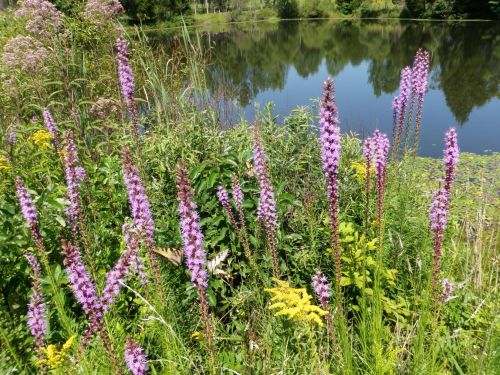 A serene pond surrounded by tall purple flowers and lush green plants under a clear blue sky.