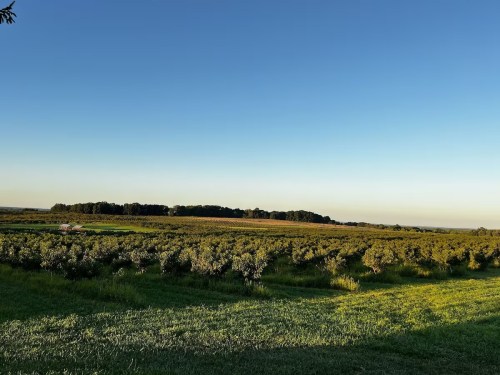 A wide view of a lush green field with rows of plants under a clear blue sky.