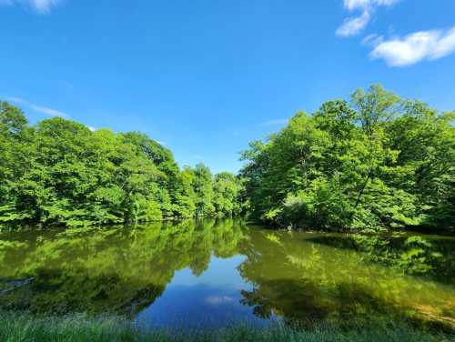 A serene lake surrounded by lush green trees under a clear blue sky, reflecting the vibrant scenery.