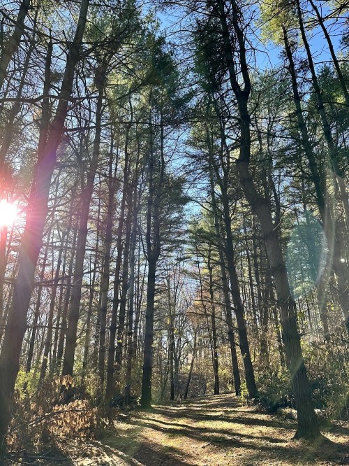 Sunlight filters through tall trees along a forest path, creating a serene and peaceful atmosphere.
