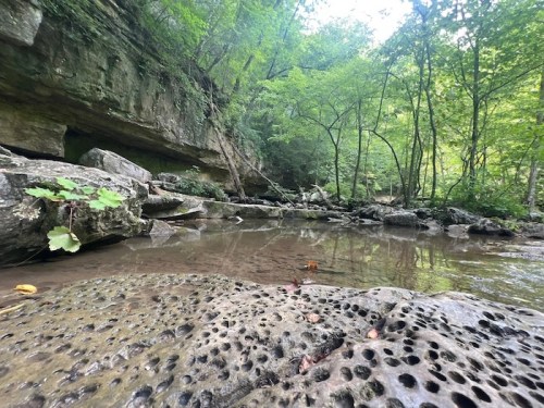 A serene forest scene featuring a rocky riverbank, clear water, and lush greenery in a tranquil natural setting.