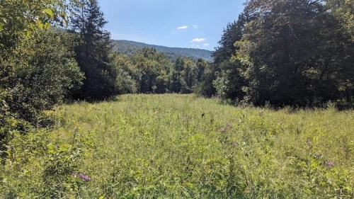 A sunny meadow surrounded by trees and mountains, with tall grass and a clear blue sky above.