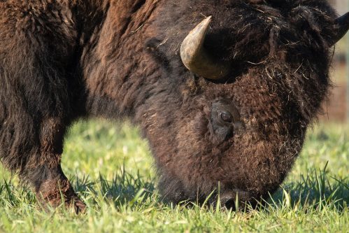A close-up of a bison grazing on green grass, showcasing its thick fur and prominent horns.