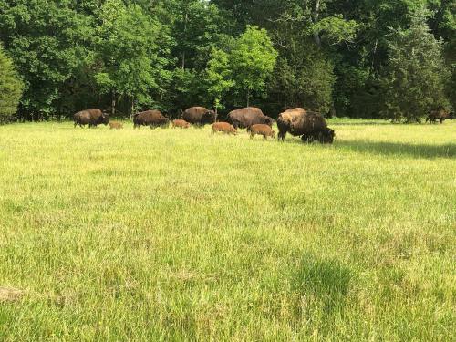 A herd of bison grazing in a lush green field surrounded by trees.