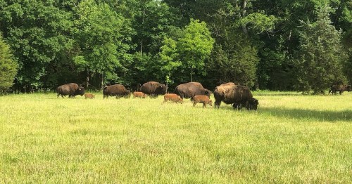 A herd of bison grazing in a lush green field surrounded by trees.