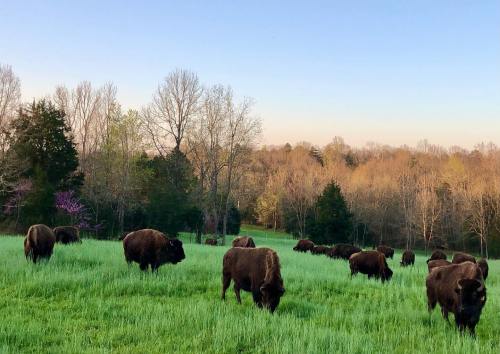 A herd of bison grazing in a lush green field surrounded by trees under a clear blue sky.