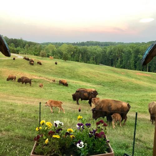 A scenic view of a grassy field with bison grazing, framed by flowers in a pot in the foreground.