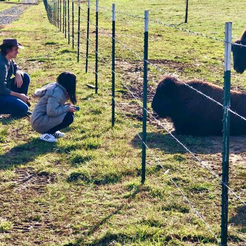 Two people crouch by a fence, observing a large animal in a grassy field under bright sunlight.
