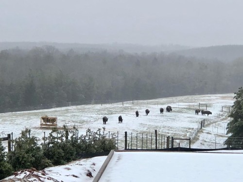 A snowy landscape with several cows grazing in a field, surrounded by trees and a misty background.