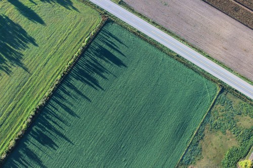 Aerial view of green fields and a road, with long shadows cast by trees along the edges.