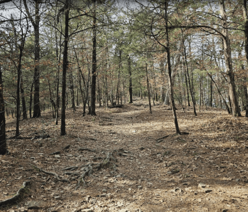 A winding dirt path through a forest with tall trees and scattered leaves on the ground.