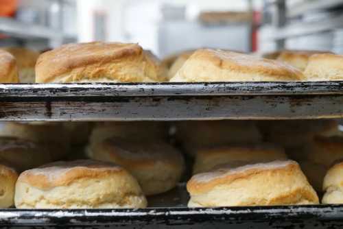 Freshly baked biscuits on trays, stacked in a bakery setting.