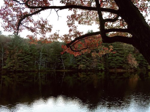 A tranquil lake surrounded by trees with autumn foliage, reflecting the colorful leaves on the water's surface.