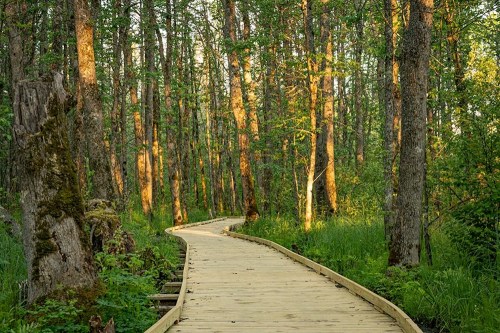 A winding wooden path through a lush green forest, illuminated by warm sunlight filtering through the trees.