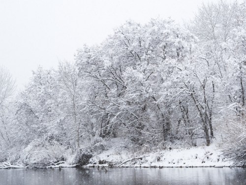 Snow-covered trees line a calm river, creating a serene winter landscape under a gray sky.