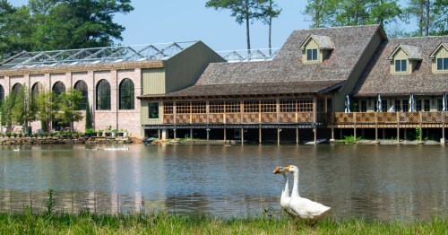 Two ducks stand by a pond in front of a large building with a glass roof and wooden deck, surrounded by trees.