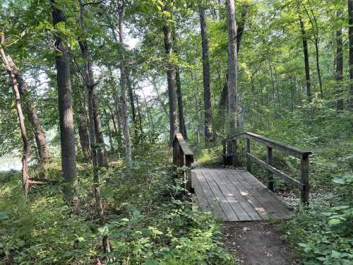 A wooden bridge in a lush green forest, surrounded by trees and dense foliage.