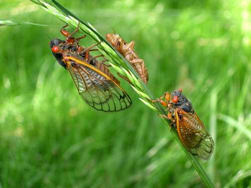 Three cicadas on a green blade of grass, two with vibrant wings and one exoskeleton nearby.