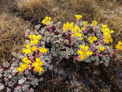 A cluster of vibrant yellow flowers blooming among green and pink succulent plants on dry grass.