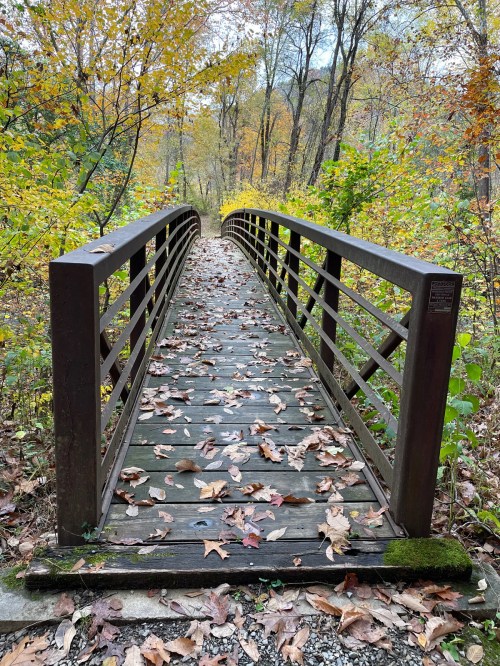 A wooden bridge covered in fallen leaves, surrounded by trees with autumn foliage.