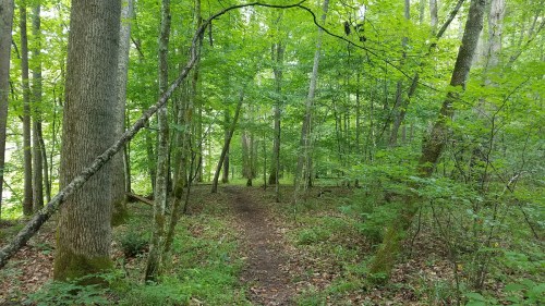 A serene forest path surrounded by lush green trees and foliage.