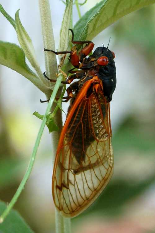 A close-up of a cicada perched on a green stem, showcasing its large wings and bright red eyes.