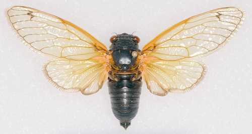 Close-up of a cicada with transparent wings and a dark body, displayed against a light background.