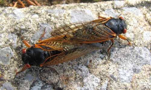 Two cicadas resting on a stone surface, showcasing their distinctive black bodies and transparent wings.