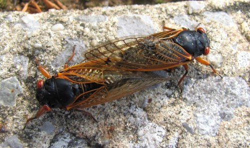 Two cicadas resting on a stone surface, showcasing their distinctive black bodies and transparent wings.