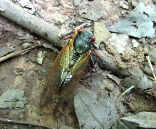 A close-up of a cicada resting on the ground among dry leaves and twigs.