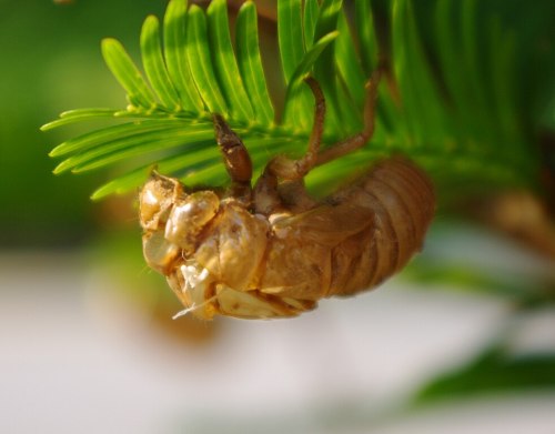 Close-up of a cicada exoskeleton hanging from a green leaf, showcasing its detailed texture and color.