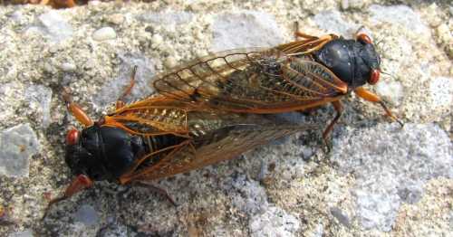 Two cicadas resting on a rocky surface, showcasing their large wings and distinctive red eyes.