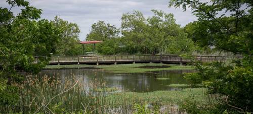 A wooden boardwalk crosses a tranquil pond surrounded by lush greenery and tall grasses under a cloudy sky.