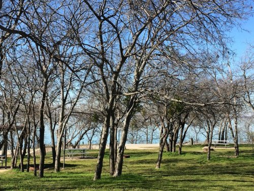 A serene park scene with bare trees and a clear blue sky, overlooking a calm body of water in the background.