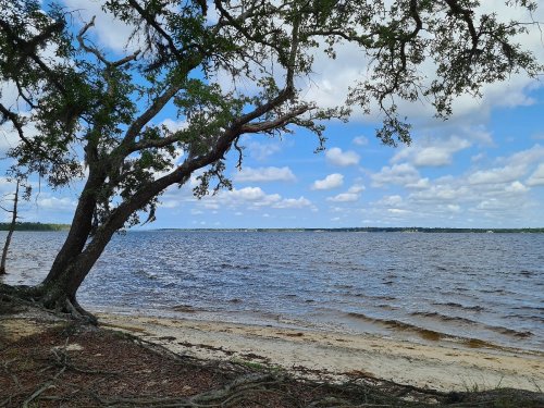 A serene lakeside view with a tree, sandy shore, and a blue sky dotted with clouds.
