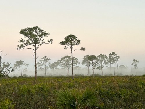 A misty landscape with tall pine trees and lush greenery under a soft, pastel sky at dawn.