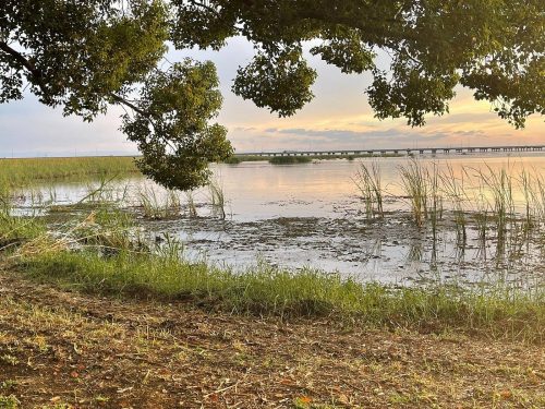 A serene lakeside view with tall grasses, a tree branch overhead, and a distant pier under a colorful sky.