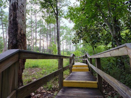A wooden boardwalk leads through a lush green forest, surrounded by tall trees and soft sunlight filtering through the leaves.
