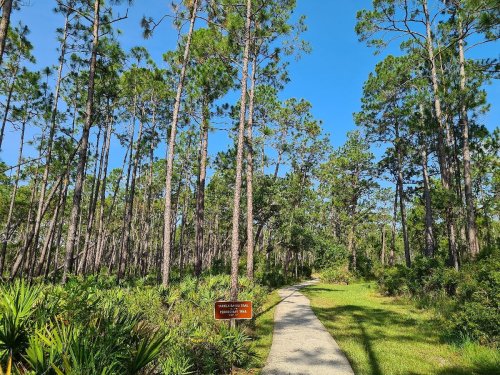 A winding path through a lush forest of tall pine trees under a clear blue sky.