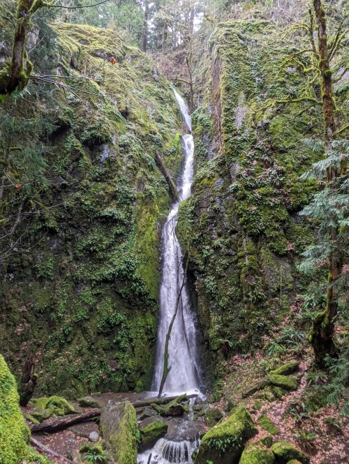 A lush green forest surrounds a cascading waterfall, flowing down moss-covered rocks in a serene natural setting.