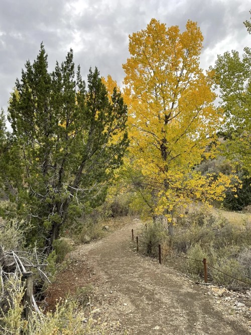 A winding dirt path surrounded by trees with vibrant yellow leaves and green foliage under a cloudy sky.