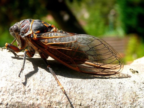 Close-up of a cicada perched on a branch, showcasing its detailed wings and vibrant body colors.