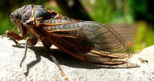Close-up of a cicada perched on a branch, showcasing its detailed wings and vibrant body colors.