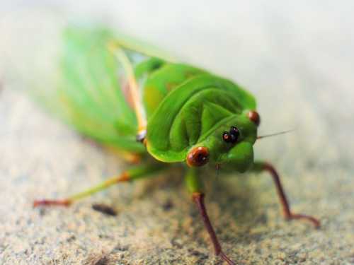 Close-up of a vibrant green cicada resting on a textured surface, showcasing its large eyes and detailed wings.