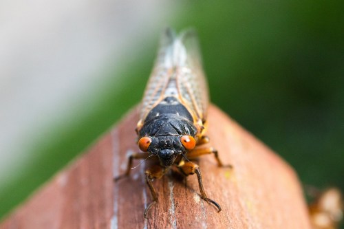 Close-up of a cicada with prominent red eyes, perched on a wooden surface against a blurred green background.
