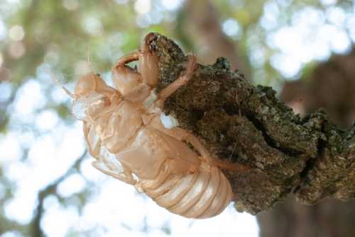 Close-up of a translucent cicada shell clinging to a tree branch, with blurred green foliage in the background.