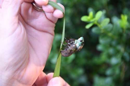 A hand holds a green cicada on a blade of grass, surrounded by lush greenery.