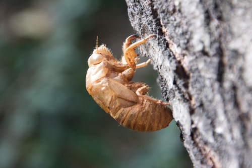 A close-up of a cicada shell clinging to a tree bark, showcasing its intricate texture and details.